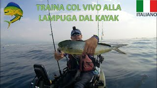 Traina col vivo alla lampuga dal kayak [upl. by Goran]