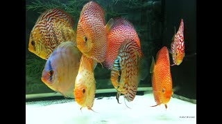 My new Stendker Discus in their Quarantine Tank 😍 [upl. by Leuamme]