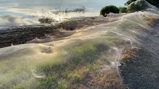 Huge spider web blankets bushland in Australia [upl. by Analim832]