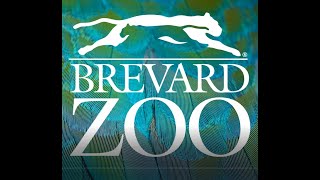 Brevard Zoo Summer Camp 2021 [upl. by Attenov]