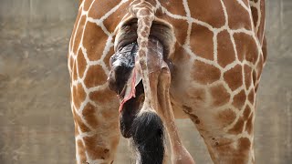 Mother Giraffe Giving Birth In The Zoo [upl. by Tatiania792]