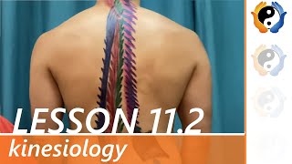 Lesson 11 Part 2 Muscles of Trunk and Vertebral Movements [upl. by Tirb]