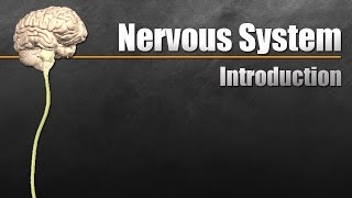 The Nervous System In 9 Minutes [upl. by Marisa]