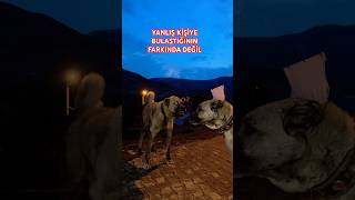 PİTON AZAP AZATA BENZEMEZ Kangal youtubeshorts dog [upl. by Brote]