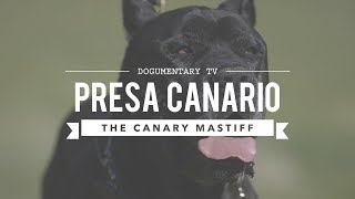 PRESA CANARIO MANS BEST FRIEND [upl. by Karlee]