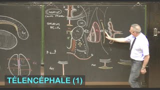 Anatomie des noyaux basaux et substance blanche télencéphalique Télencéphale 1  Neuroanatomie 8 [upl. by Yetta]