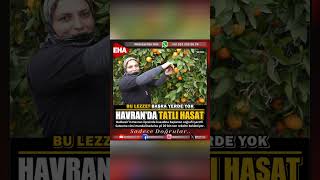 MANDALİNA HASADI BAŞLADI Mandalina Havran Satsuma [upl. by Benia467]