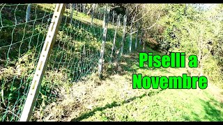 Semina Piselli a Novembre [upl. by Ococ829]