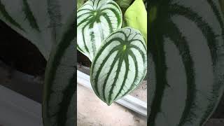 Have you seen this plant the leaves looks like watermelon nature flowers plants houseplants [upl. by Arnie140]