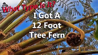 Is It a Cyathea or a Dicksonia 12 Foot Australian Tree Fern  How Will This Fit in My Garden [upl. by Eylk639]