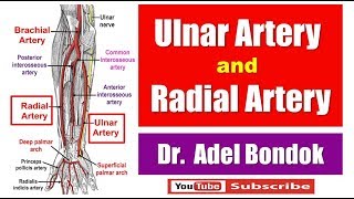 Ulnar Artery and Radial Artery Dr Adel Bondok [upl. by Conlin]