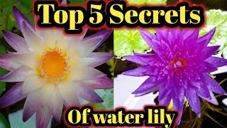 Top 5 Secrets of water lily  Water lily plant at home waterlily [upl. by Alvan]