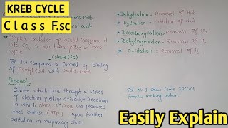 Overview of the citric acid cycle [upl. by Winola]