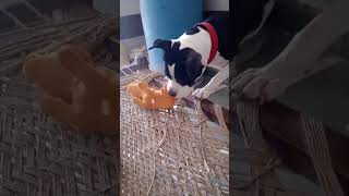 Dog vs Toy Dog comedy funny dog toys [upl. by Gonroff]