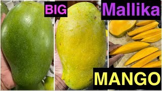 Mallika Mango Large Big size [upl. by Almeda]