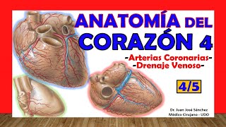 🥇 Anatomía del CORAZÓN 45  Arterias Coronarias Drenaje Venoso [upl. by Perceval292]