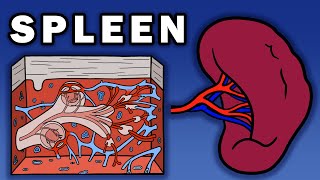 SPLEEN ANATOMY [upl. by Files772]