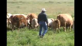 LowStress Cattle Handling for Productivity and Safety [upl. by Laefar852]