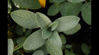 12 Proven Health Benefits of Sage [upl. by Yendis]