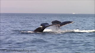 11824 Humpback Whales [upl. by Montagna857]