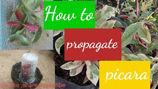 How to propagate picara plant Easy way 30days Result No lose leaf [upl. by Elmira]