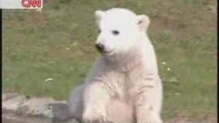 Polar Bear Knut on CNN and Prosieben  Eisbär Knut [upl. by Adniled]