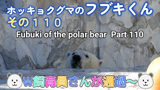 ホッキョクグマのフブキくん（１１０）🐻‍❄️Ｗ飼育員さん通過～🐻‍❄️（東山動植物園）Fubuki of the polar bear Part 110 [upl. by Enitsed]