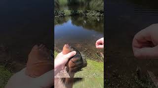 Huge Cichlid In Miami Pond fishing miamifishing miami tropical tropicalfish freshwater [upl. by Cantlon]