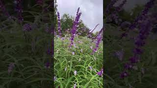 Lavender ice Cream at Tantivy Farm [upl. by Eesyak]