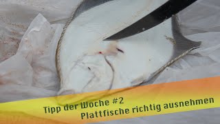 Tipp der Woche 2 Plattfische richtig ausnehmen [upl. by Hadwyn]