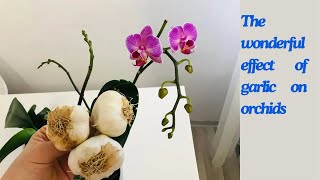 Try it Now The Wonderful Effect Of Garlic On Blooming Orchids [upl. by Oilicec549]