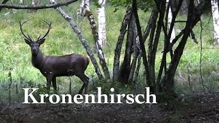 Kronenhirsch läuft vor den Jagdstutzer  crown stag facing the hunting rifle  Cervus Elaphus [upl. by Oneill]