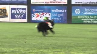 Cowboy Monkey Rodeo at the Harrisburg Senators [upl. by Nosral]