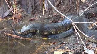 Courtship in Cottonmouths Agkistrodon piscivorus Part 2 [upl. by Kablesh]