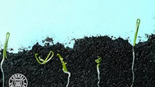 Onion seeds germinating in time lapse [upl. by Ocinom]