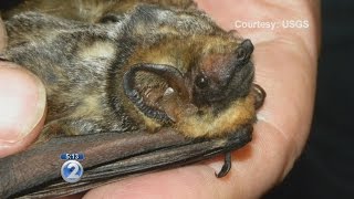 Scientists reveal origins of Hawaiian hoary bat [upl. by Eloci521]