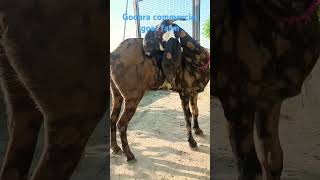 goatfarming bittal goat  godara commercial goat farming [upl. by Singband]