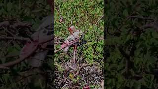 Painted stork bird nests at Kumana National Wildlife Park 🇱🇰🚗🦌🕊️🕊️🦅🦆travel srilanka [upl. by Denyse160]