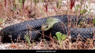 Encuentro con la gran culebra bastarda Malpolon monspessulanus [upl. by Akirahc]