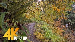 Autumn Forest Walk in 4K  25 HRS Nature Video with Nature Sounds and Birds Singing [upl. by Bo]