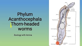 Phylum Acanthocephala  Thornheaded worms  Morphology Anatomy and life cycle of Acanthocephalans [upl. by Sila]