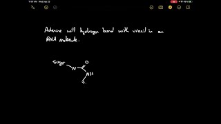 Which base will hydrogenbond with uracil within an RNA molecule Draw the structure of this base p… [upl. by Ainoyek565]