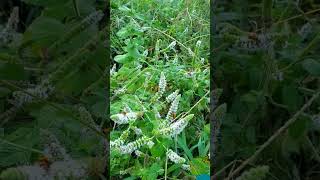 goldenrod soldier beetles nature [upl. by Cherye]