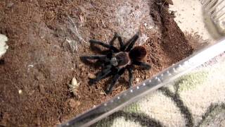 Pet Brachypelma vagans [upl. by Polky]