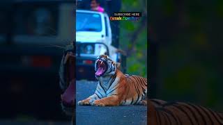 female Tiger Roma Road block  Tadoba [upl. by Eiramacissej905]