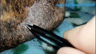 Impacted Hair Follicles on Pitbulls Elbow [upl. by Jolyn]