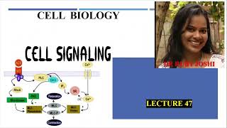 Cell Signaling Lecture47 Cell Biology Mode of Signaling PI3K pathway mTOR pathway [upl. by Ffirahs]