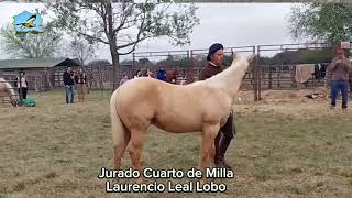 Jurado Laurencio Leal Lobo Cuarto de Milla 2024 [upl. by Killarney]