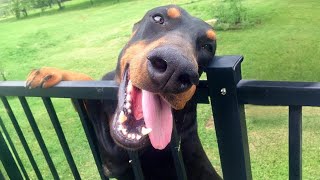 Funny DOBERMAN Dogs Will Make You Laugh More Than You Think [upl. by Burrows]