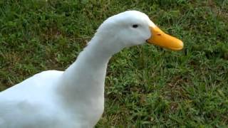 Curious Quackers  Duck Sounds [upl. by Alansen546]